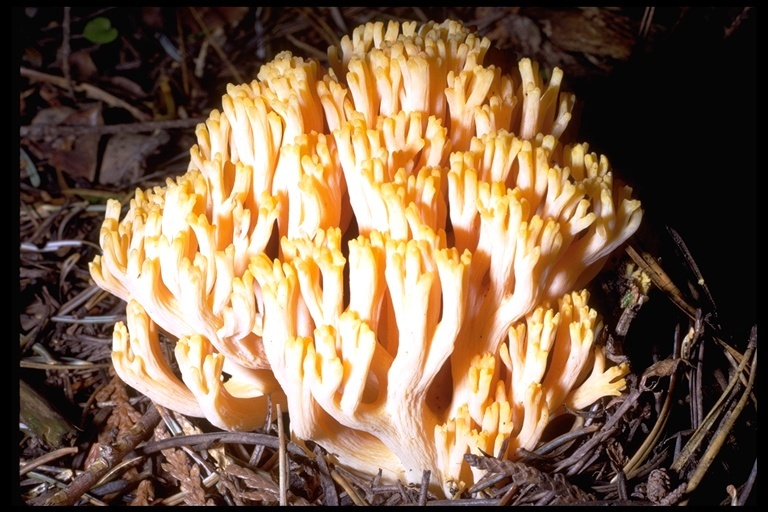 Image de Ramaria