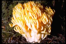 Image of Ramaria