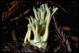 Image of <i>Ramaria abietina</i>