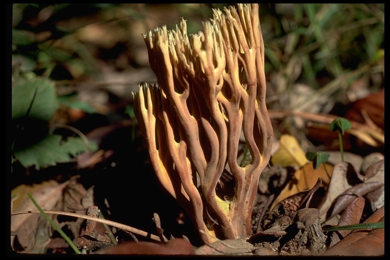 Image of Green-tipped Coral