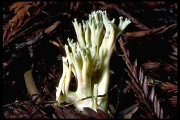 Image of Green-tipped Coral