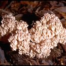 Image of Cauliflower coral