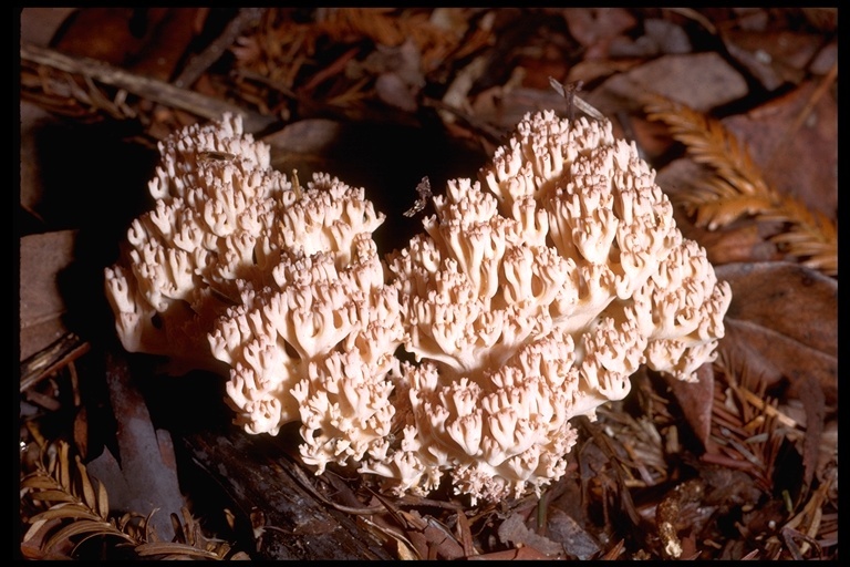 Image de clavaire chou-fleur