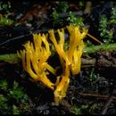 Ramaria conjunctipes (Coker) Corner 1950 resmi