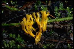 Ramaria conjunctipes (Coker) Corner 1950 resmi