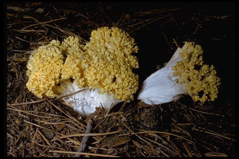 Image of Ramaria