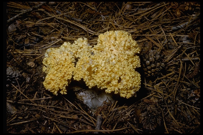 Image of Ramaria