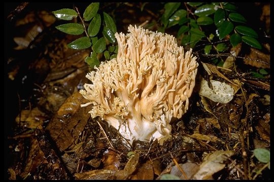 Image of Ramaria formosa (Pers.) Quél. 1888