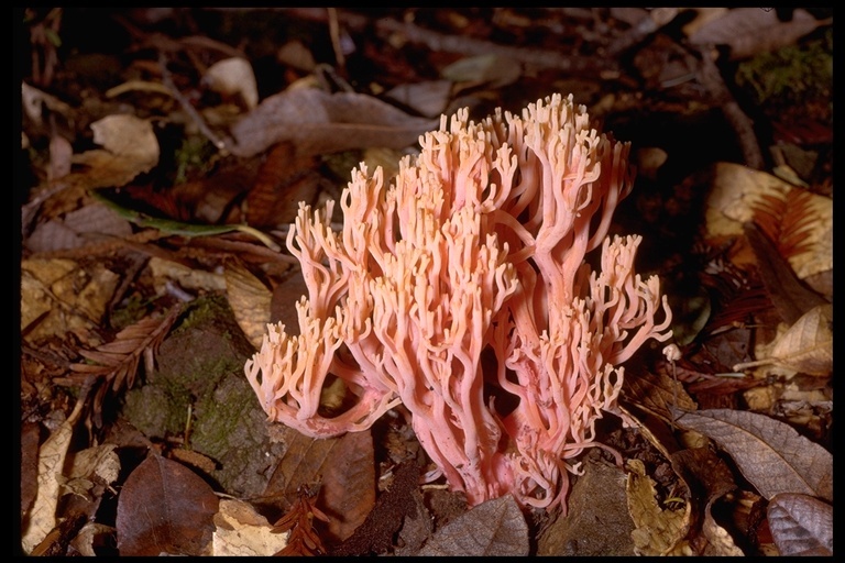 Image of Ramaria formosa (Pers.) Quél. 1888