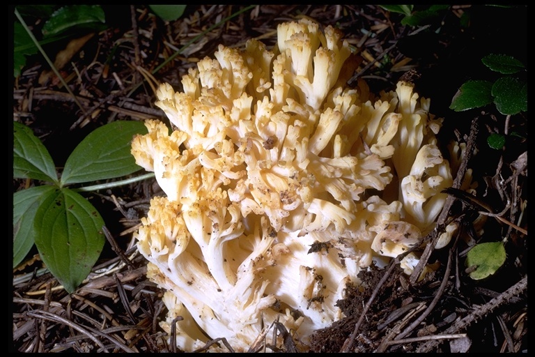 Image of Ramaria obtusissima (Peck) Corner 1950