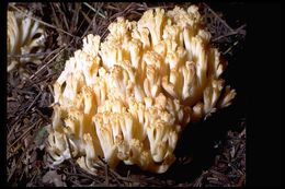 Image of Ramaria obtusissima (Peck) Corner 1950