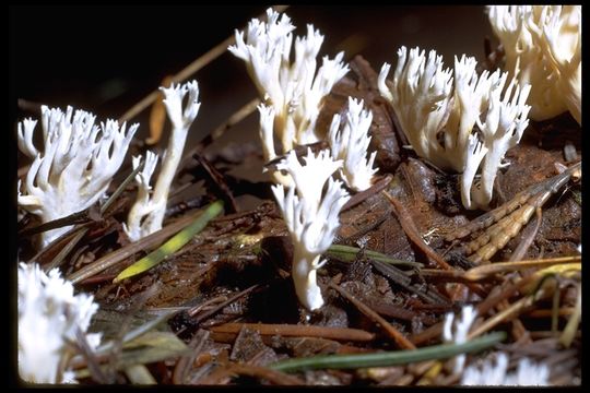 Ramaria pinicola (Burt) Corner 1961 resmi