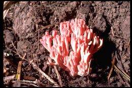 Image of Ramaria rubella (Schaeff.) R. H. Petersen 1974