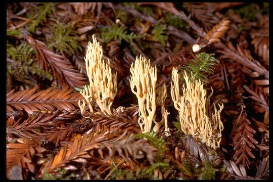 Image of Ramaria stricta (Pers.) Quél. 1888