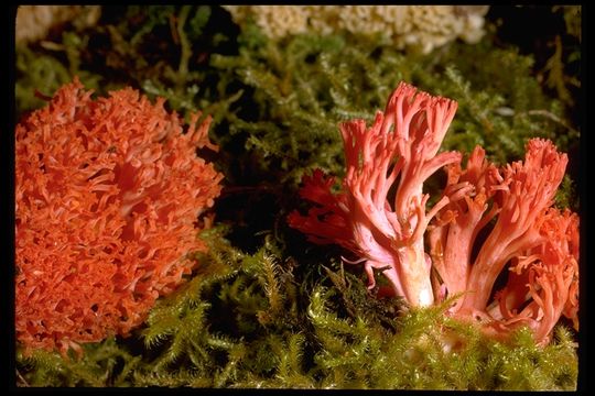 Ramaria subbotrytis (Coker) Corner 1950 resmi