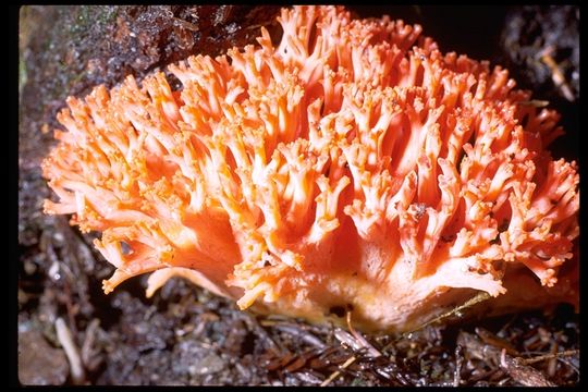 Ramaria subbotrytis (Coker) Corner 1950 resmi