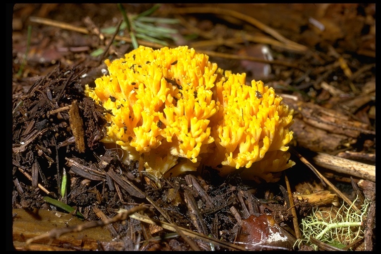 Image of Ramaria