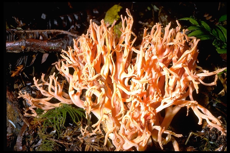 Image of Ramaria