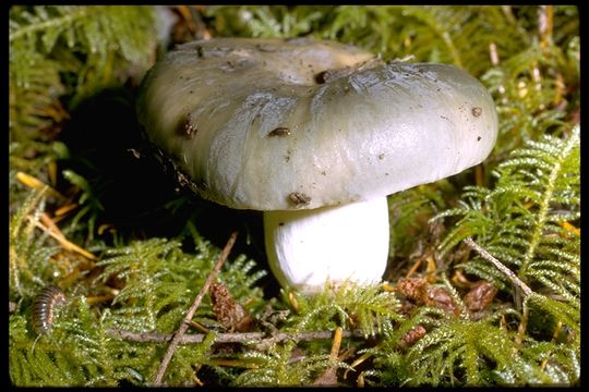 صورة Russula aeruginea Lindblad ex Fr. 1863