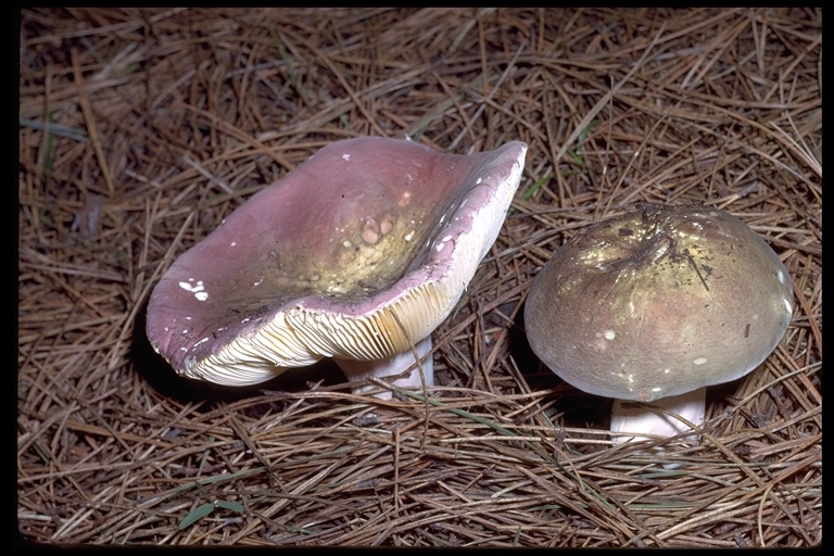 Plancia ëd Russula alutacea (Fr.) Fr. 1838