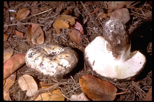 Image of Russula albonigra (Krombh.) Fr. 1874