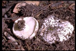 Image of Russula brevipes Peck 1890