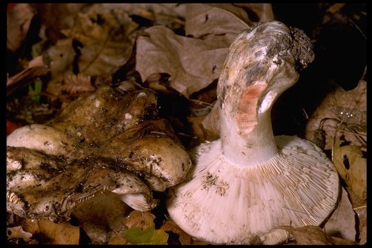 Image of Russula densifolia Secr. ex Gillet 1876