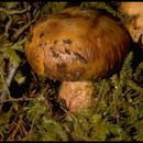 Image of Stinking Russula