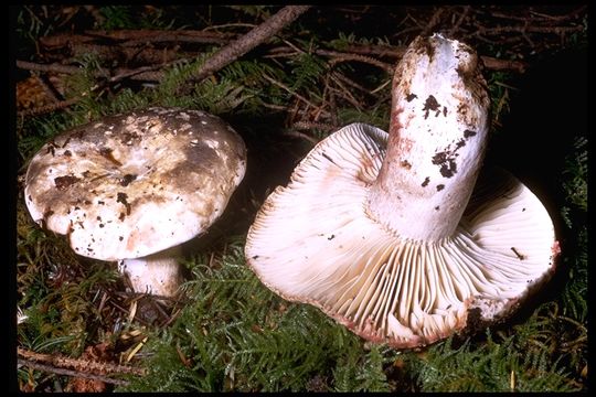 Image of Russula nigricans Fr. 1838