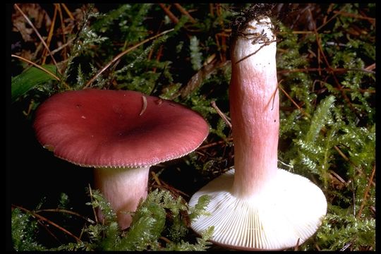 Image de Russula sanguinea Fr. 1838