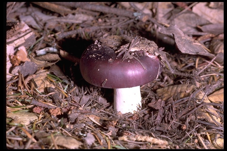 Image of Shrimp Mushroom