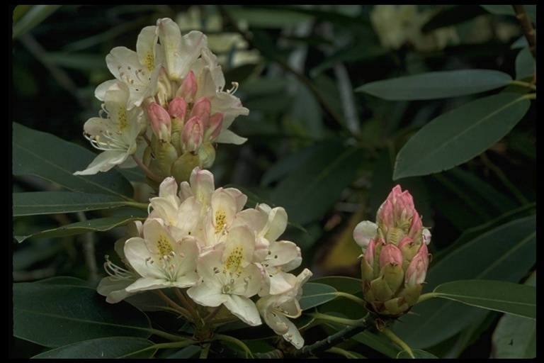 Image of great laurel