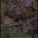 Imagem de Primula laurentiana Fern.