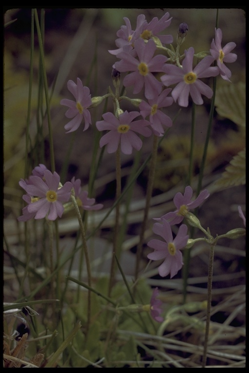 Image of St. Lawrence birdeye primrose