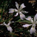 Image of <i>Iris tenax</i> ssp. <i>klamathensis</i>