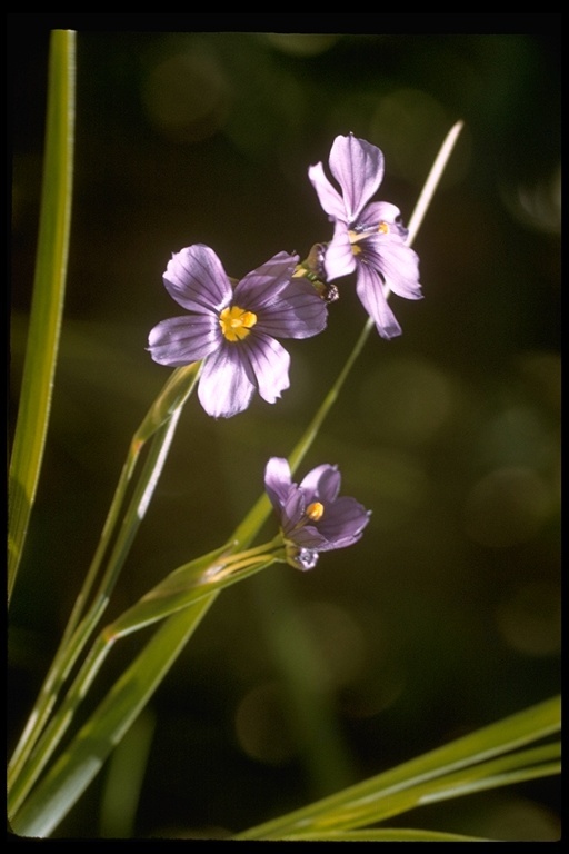 Image of western blue-eyed grass