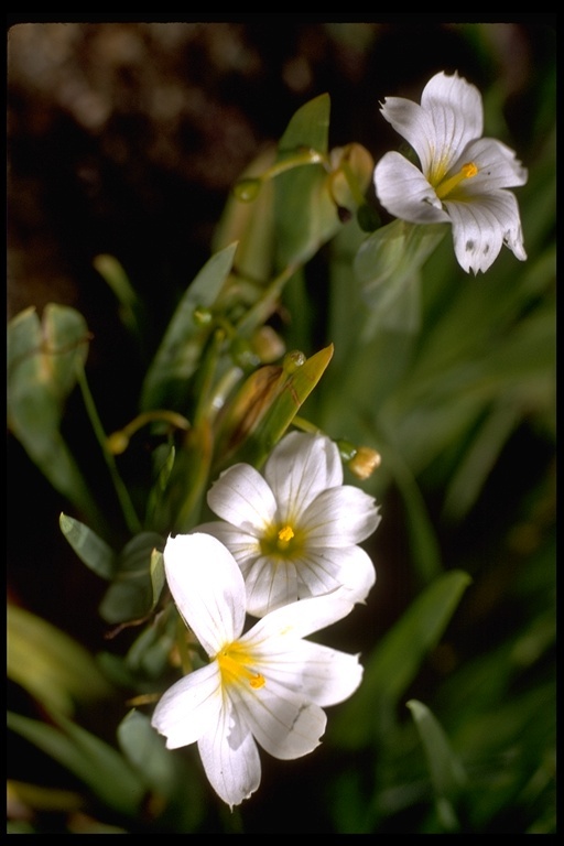 Image of western blue-eyed grass