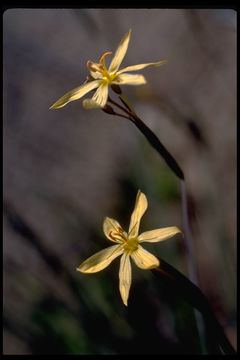 Image of Elmer's Blue-Eyed-Grass