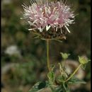 Image of thickleaf monardella