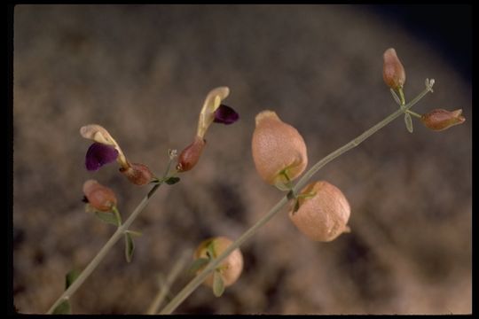 Imagem de Scutellaria mexicana (Torr.) A. J. Paton