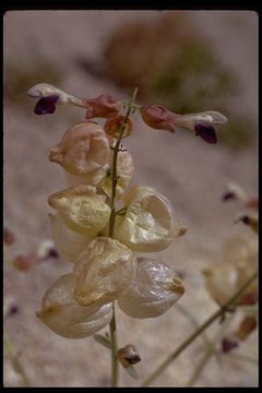 Imagem de Scutellaria mexicana (Torr.) A. J. Paton