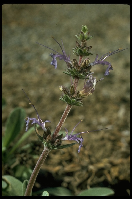 Imagem de Salvia sonomensis Greene