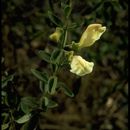 Image of Scutellaria grandiflora Sims