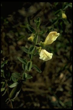 Image de Scutellaria grandiflora Sims