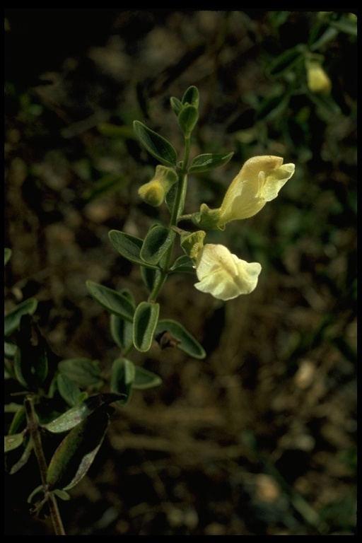 Sivun Scutellaria grandiflora Sims kuva