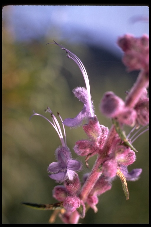 Image of woolly bluecurls