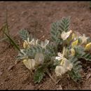 Imagem de Astragalus parryi A. Gray