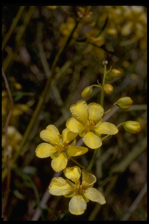 Image of desertsenna