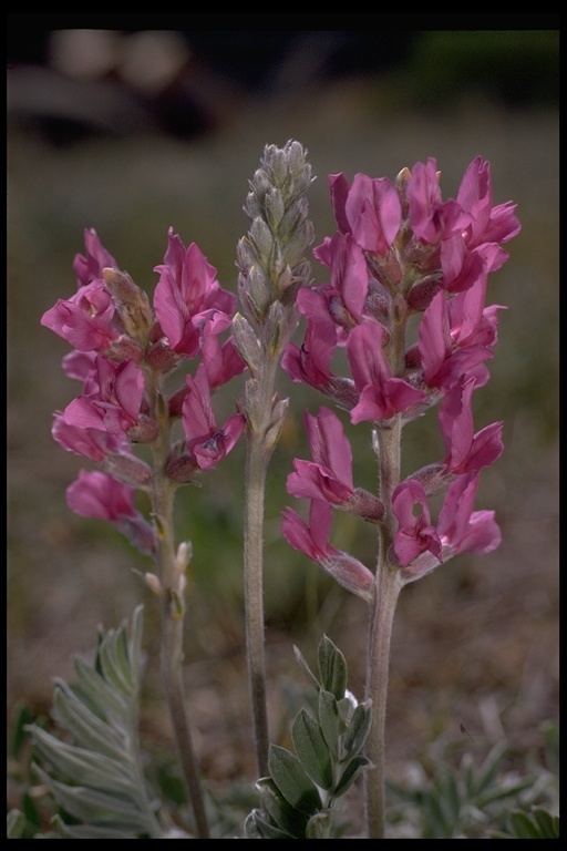 Image of Purple Locoweed