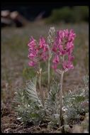 Image of Purple Locoweed